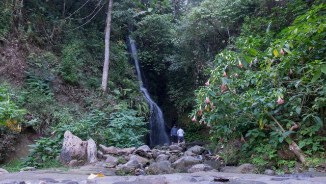 Kebun Raya Cibodas, Cianjur Foto: Shutter stock