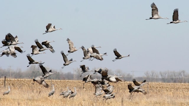 Burung Jenjang Sandhill. Foto: ladymacbeth from Pixabay