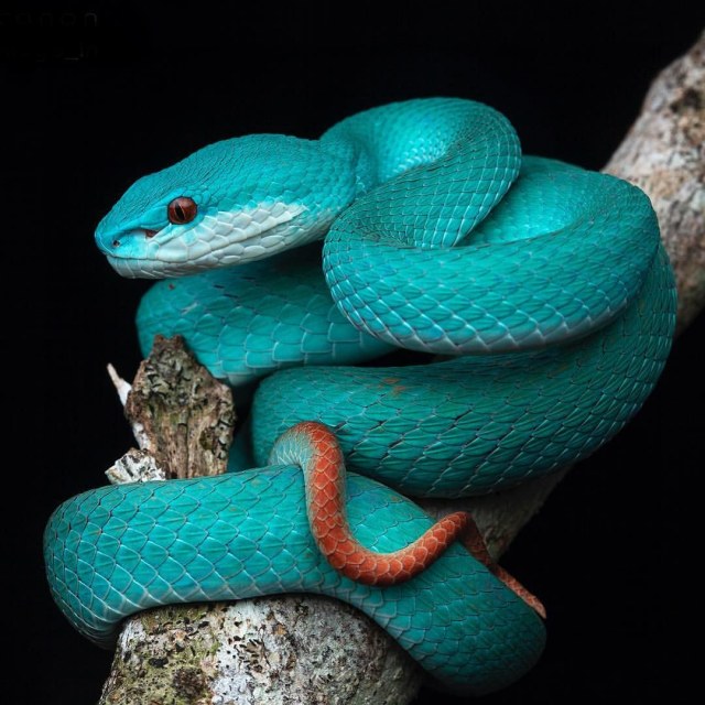 Trimeresurus Insularis biru yang hanya tinggal di Pulau Komodo. Foto: flickr