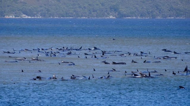 Paus pilot yang terdampar terlihat di Macquarie Heads, Tasmania, Australia, Senin (21/9). Foto: RYAN BLOOMFIELD/via REUTERS