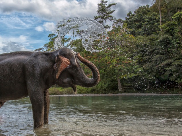 Ilustrasi gajah di Tangkahan Foto: Shutter Stock