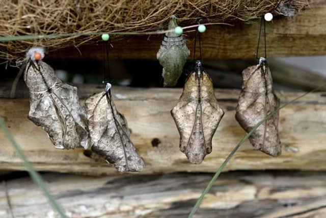 Ilustrasi metamorfosis sempruna dan tidak sempurna. Foto: Pixabay