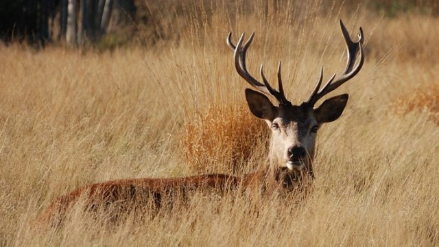 Rusa Merah. Foto: Stevebidmead from Pixabay