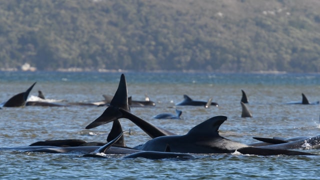 Paus pilot yang terdampar di pasir di Pelabuhan Macquarie, dekat Strahan, Tasmania, Australia. Foto: AAP Image / Tasmania Police via REUTERS