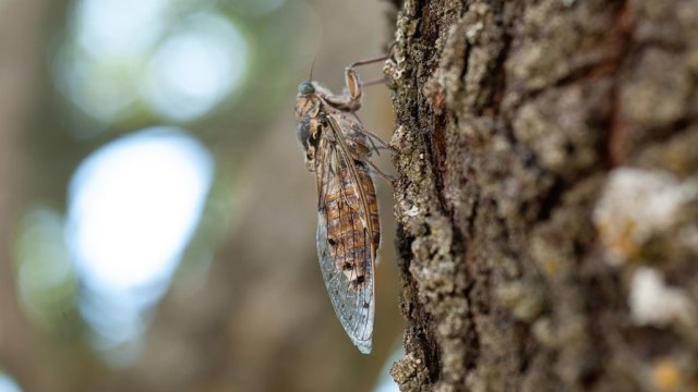 Seekor Jangkrik. Foto: barskefranck from Pixabay