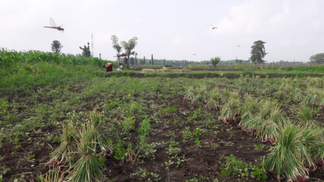 Kegiatan Panen Bawang Merah di Desa Brumbungan Lor (Dok. ReIawan Inspirasi Cung Pribadi)