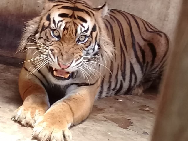 Harimau sumatera. Foto: Dok. LHK