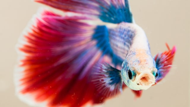 Ilustrasi ikan cupang. Foto: Thinkstock