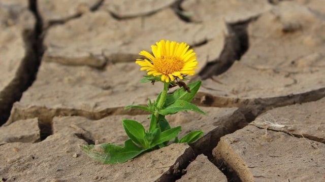 Bunga di Tengah Kekeringan. Foto: klimkin from Pixabay