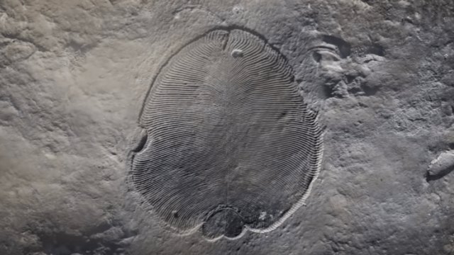Ilustrasi jenis hewan Diskinsonia yang hidup sebelum dinosaurus. Foto: tangkapan layar YouTube SciNews