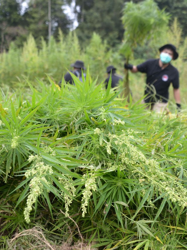 Pemusnahan tanaman ganja (Cannabis sativa) dengan cara dibakar di perbukitan Gunung Seulawah, Pemukiman Lamteuba, Kecamatan Seulimum, Kabupaten Aceh Besar, Aceh. Foto: Ampelsa/Antara Foto