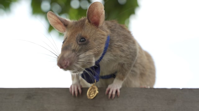 Magawa, seekor tikur yang bisa deteksi ranjau berada di Siem Reap, Kamboja.  Foto:  PDSA UK / via REUTERS