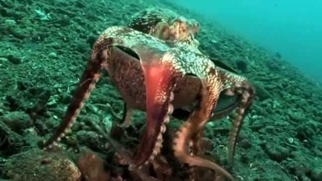 Seekor Gurita Kelapa. Foto: Screen Youtube Protect All Wildlife