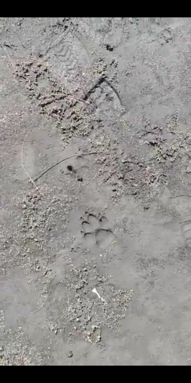 Tangkapan layar jejak hewan di Ranu Kumbolo. 