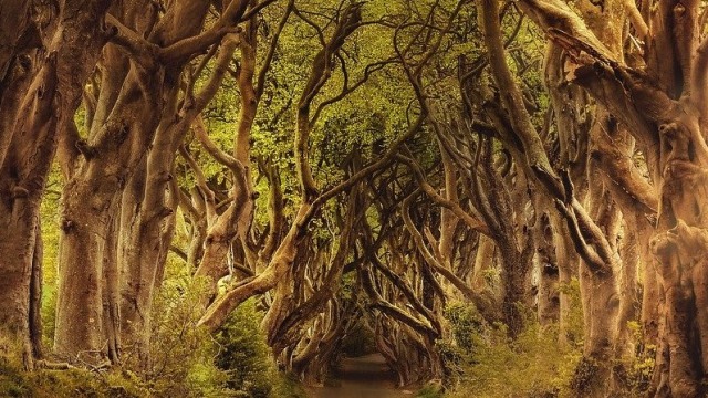 Ilustrasi Hutan. Foto: Darkmoon Art_de from Pixabay