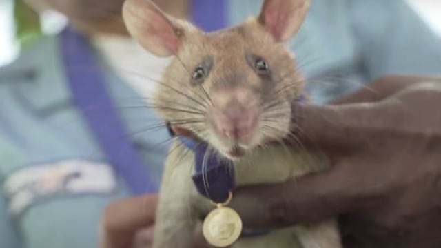 Magawa, Tikus Pahlawan. Foto: Screen Youtube Cobrapost