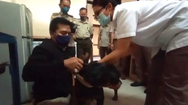  Anjing peliharaan di Kota Palu, Sulawesi Tengah (Sulteng), dipasangi microchip. Foto: Istimewa