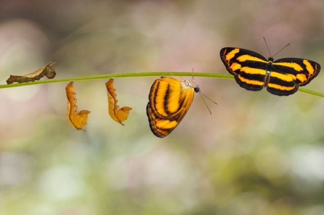Ilustrasi metamorfosis. Foto: iStock