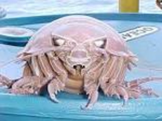 Isopoda Raksasa. Foto: Flickr