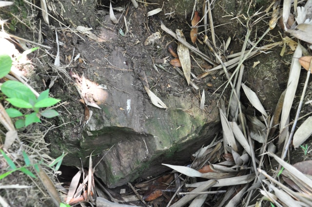Fosil kayu yang masih tertanam. (Dok. Bappeda Kabupaten Lebak)