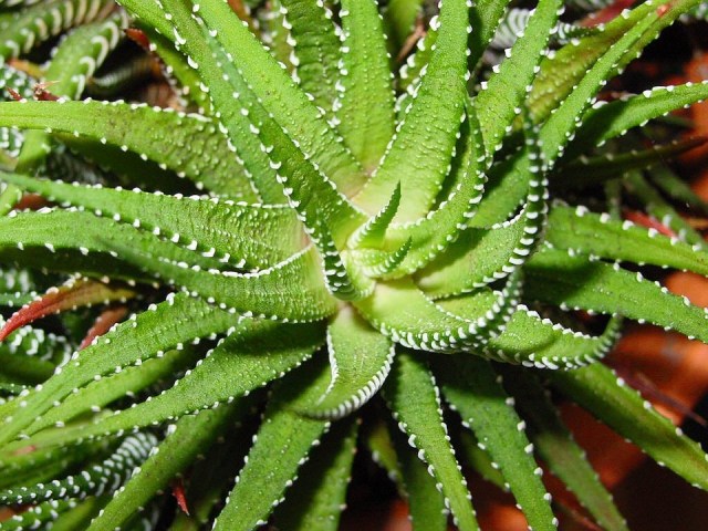 Lidah Buaya. Foto: Pixeleye from Pixabay