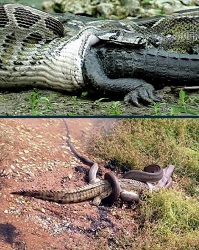 Ular piton zaitun di Australia memakan buaya air tawar. Foto: Earthweek