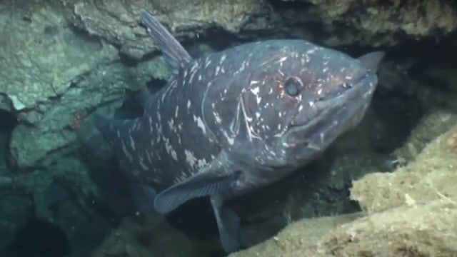 Coelacanth. Foto: Screen Youtube Natural World Facts