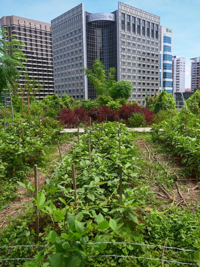 Suasana kebun atap yang digunakan untuk pertanian perkotaan di atas mal Raffles City di Singapura. Foto: Roslan RAHMAN / AFP
