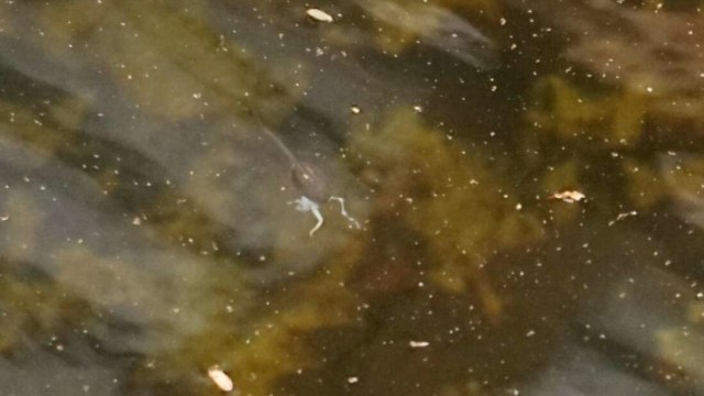 Gambar kecebong tengah memakan seekor katak.  Foto: Herpetological Review