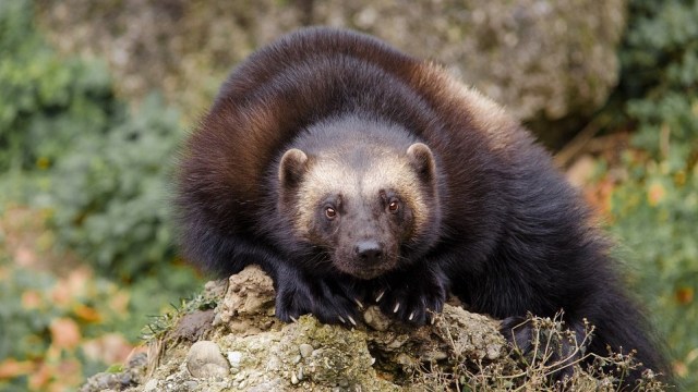 Seekor Wolverine. Foto: Wildfaces from Pixabay