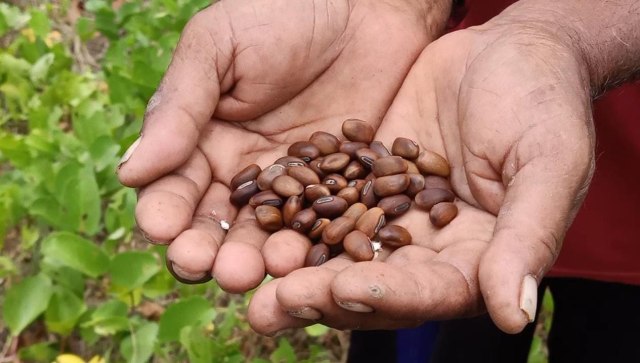 Biji pohon mangrove jenis kerandang yang dimanfaatkan dan dikembangkan untuk minuman kopi. (Istimewa)