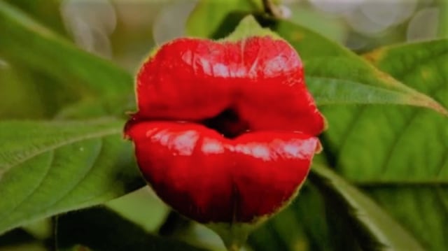 Psychortia Elata Foto: Screen Youtube Landscaping