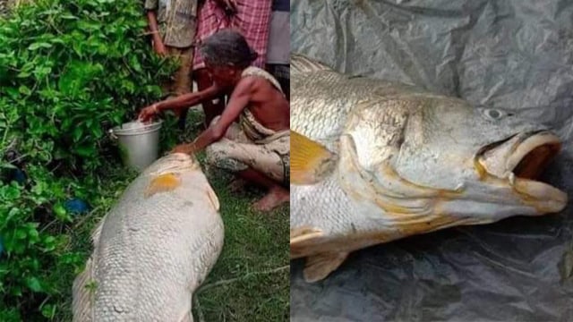 Ikan raksasa berharga Rp60 juta. (Foto: @pooja_news/Twitter)