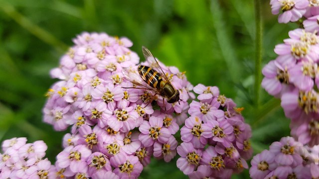 Bunga Yarrow. Foto: dassel from Pixabay