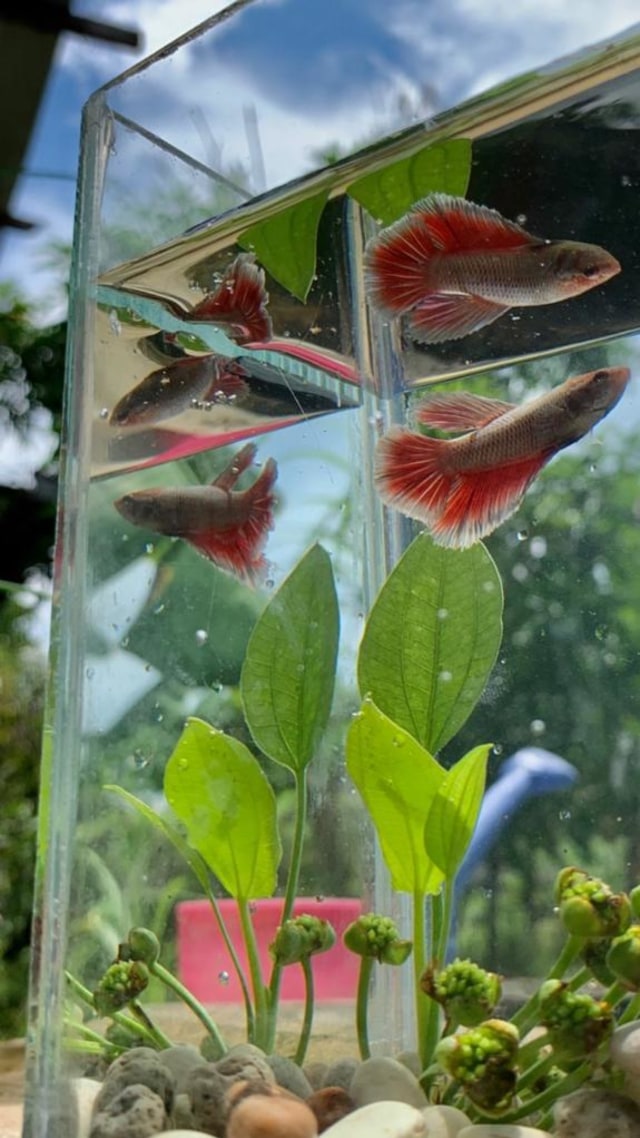 Ikan cupang. Foto: Teri/Hi!Pontianak