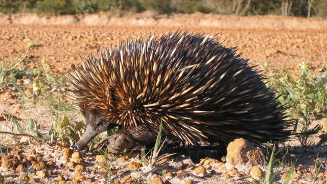 Seekor Echidna. Foto: PublicDomainImages from Pixabay