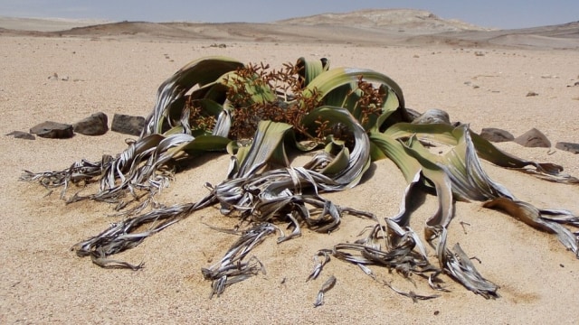 Welwitschia. Foto: Nhelia from Pixabay