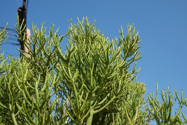 Tanaman daun patah tulang. Foto: iStock