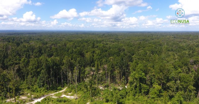 Hutan di tanah Papua Foto: EcoNusa