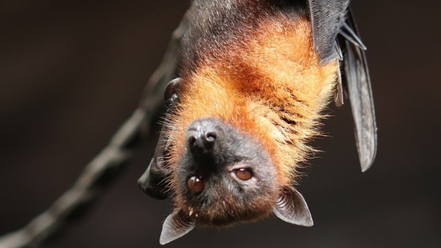 Kelelawar. Foto: smallerslev from Pixabay