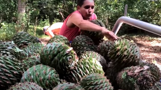 Buah Pohon Bunya. Foto: Screen Youtube ABC Australia