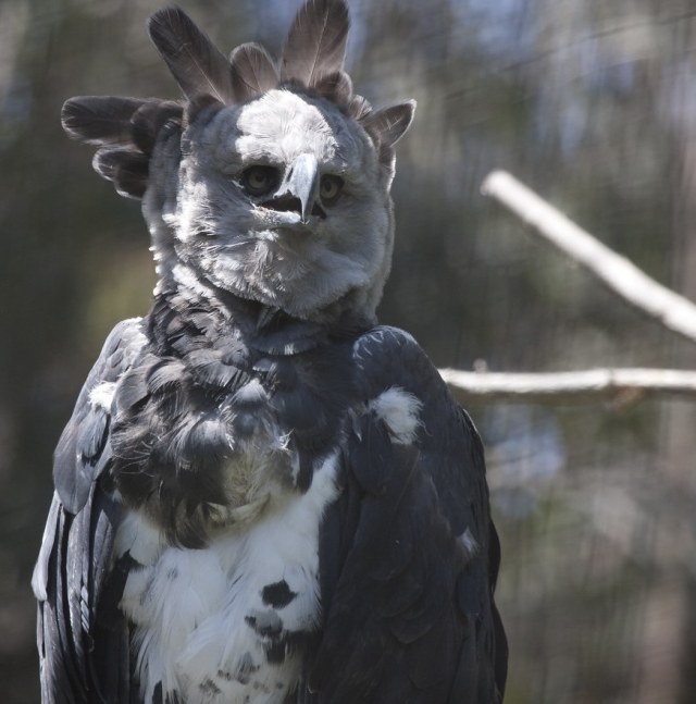 Elang Harpy dengan jambul di kepalanya. Foto: Flickr/Nathan Rupert