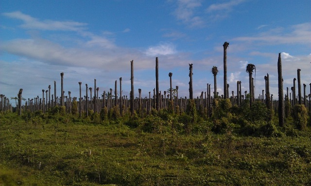 ilustrasi lingkungan hidup. pixabay.com