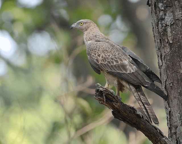 Sikep madu asia salah satu dari 3 burung raptor migran yang sering singgah di Indonesia. Foto: istimewa. 