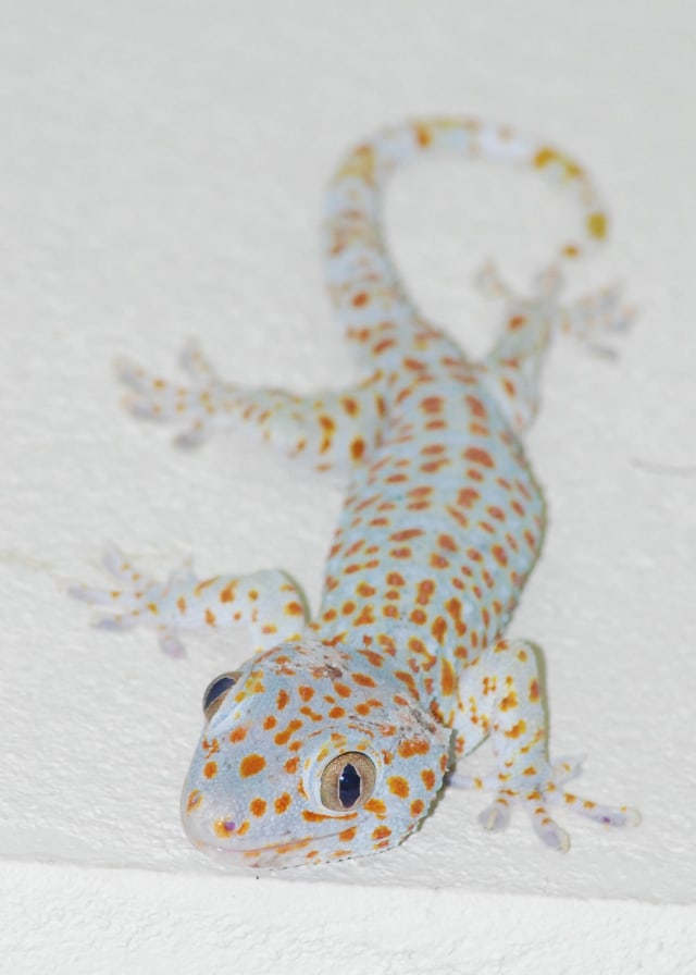 Ilustrasi hewan tokek. Foto: Pixabay