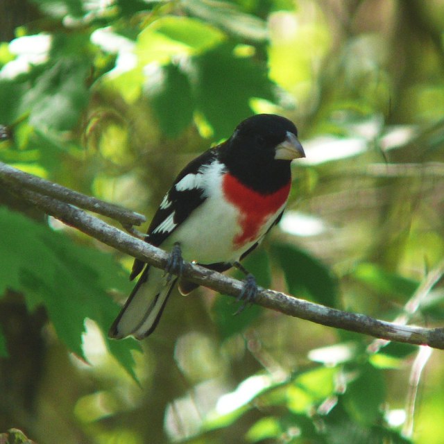 Grosbeak dada mawar. Foto: Ken Thomas via Wikimedia Commons