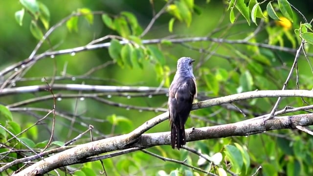 Burung Sirit Uncuing atau kedasih yang masuk dalam keluarga cuculidae. Foto: YouTube/TIMIKICAU