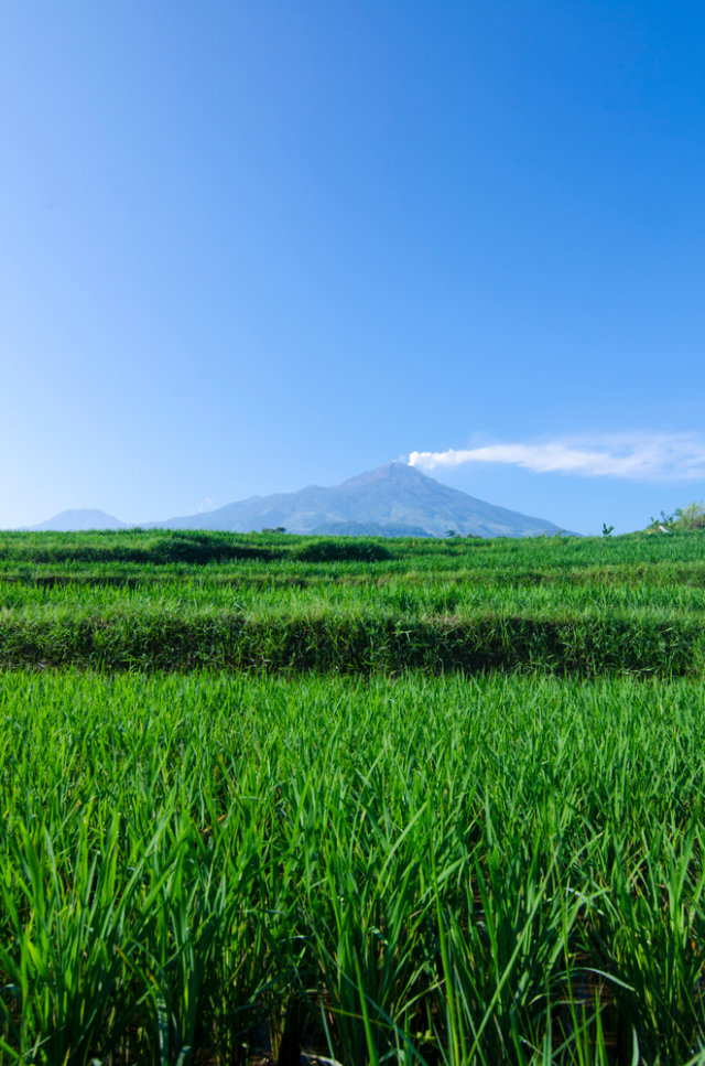 Gunung Arjuno Welirang Foto: Shutter Stock