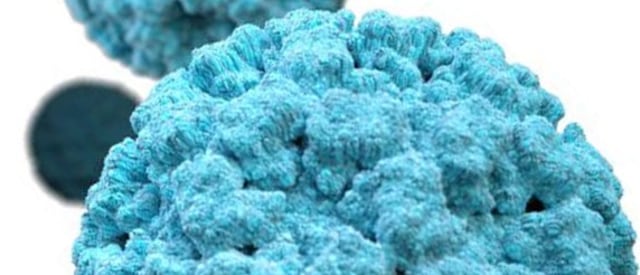 Ilustrasi norovirus. Foto: cdc.gov