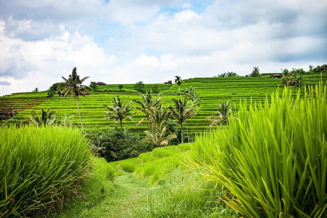Ilustrasi sawah, dok: pixabay